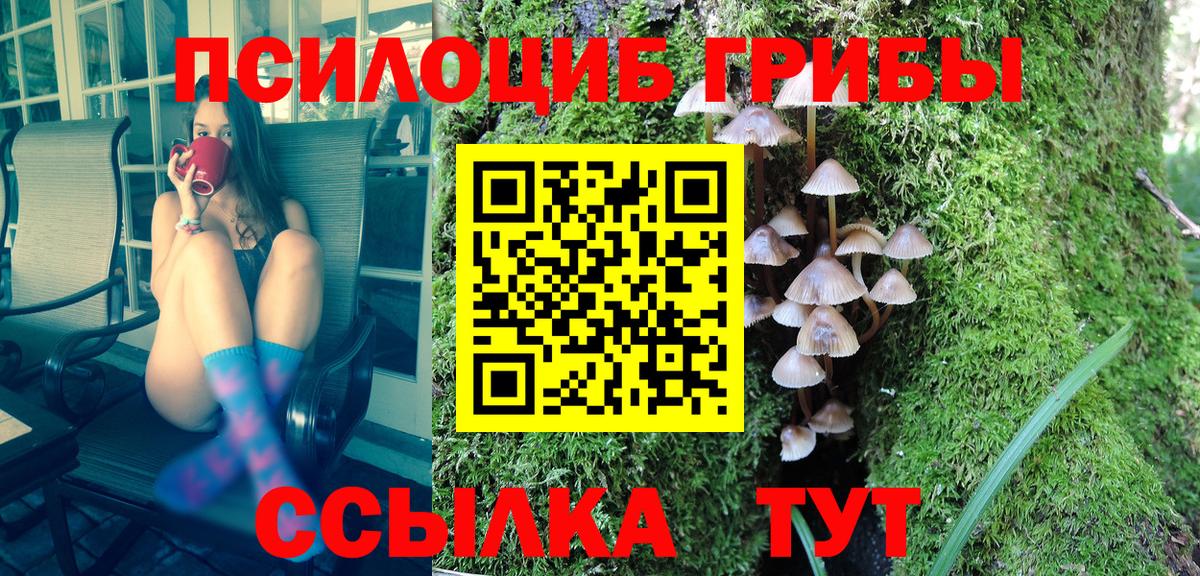 Волгодонск  Псилоцибиновые грибы Psilocybe  цена   Вход с VPN 